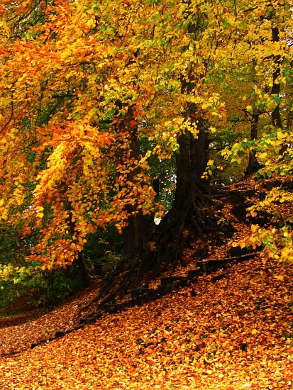 Park Książąt Pomorskich # 17