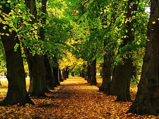 Park Książąt Pomorskich # 18
