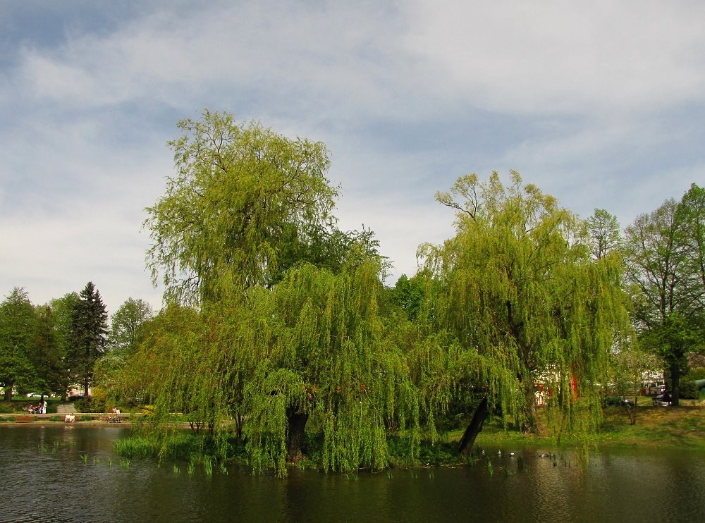 Park Miejski im. Książąt Pomorskich