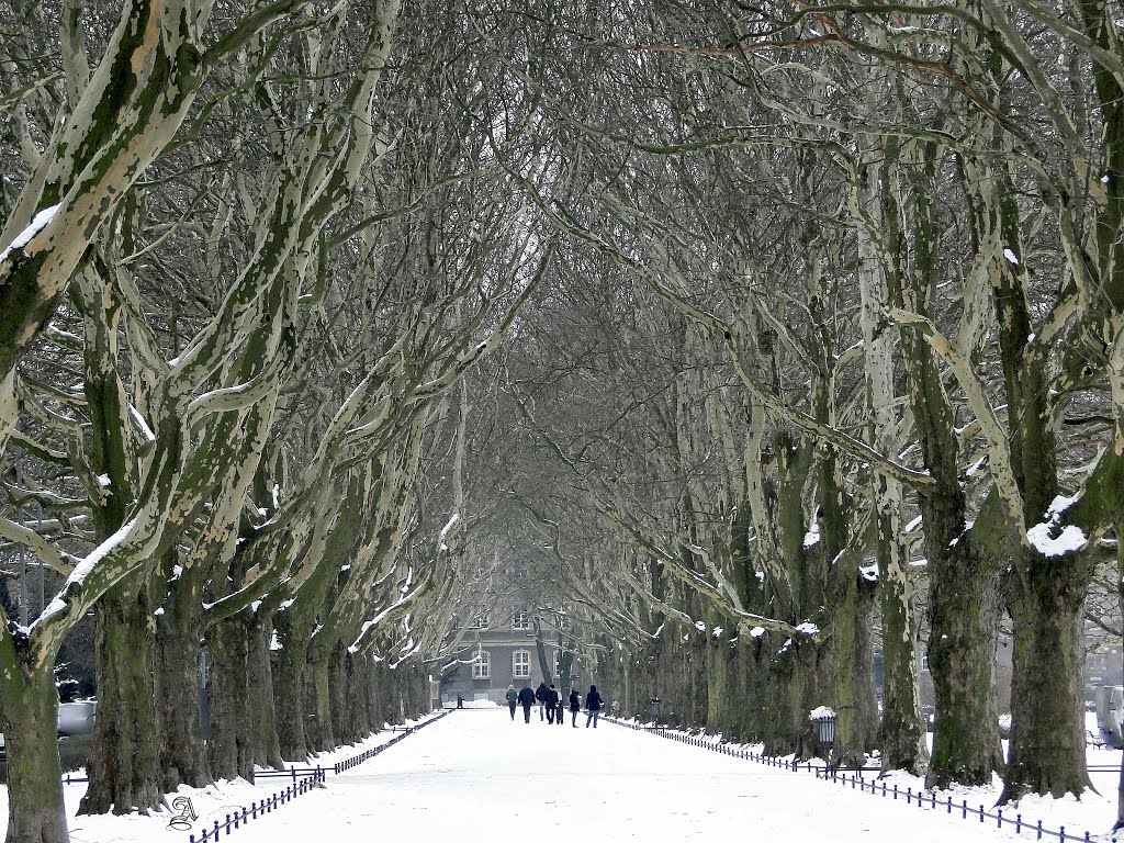 Szczecin. Winter in the park