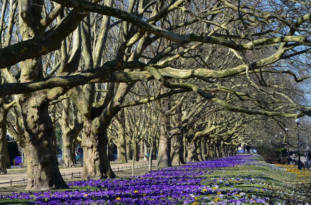 Szczecin. Spring in the park