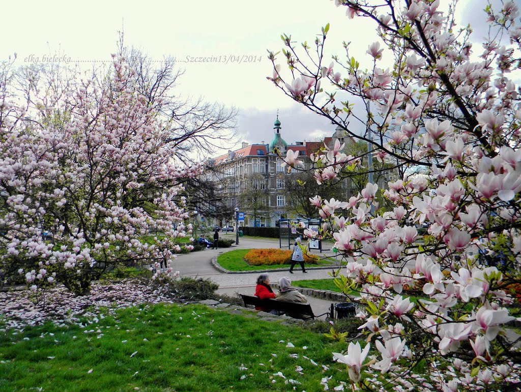 Szczecińskie MAGNOLIE...13/04/2014
