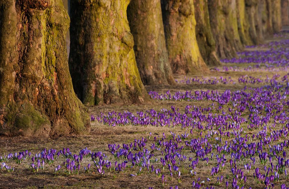Watchers of the Flowers.