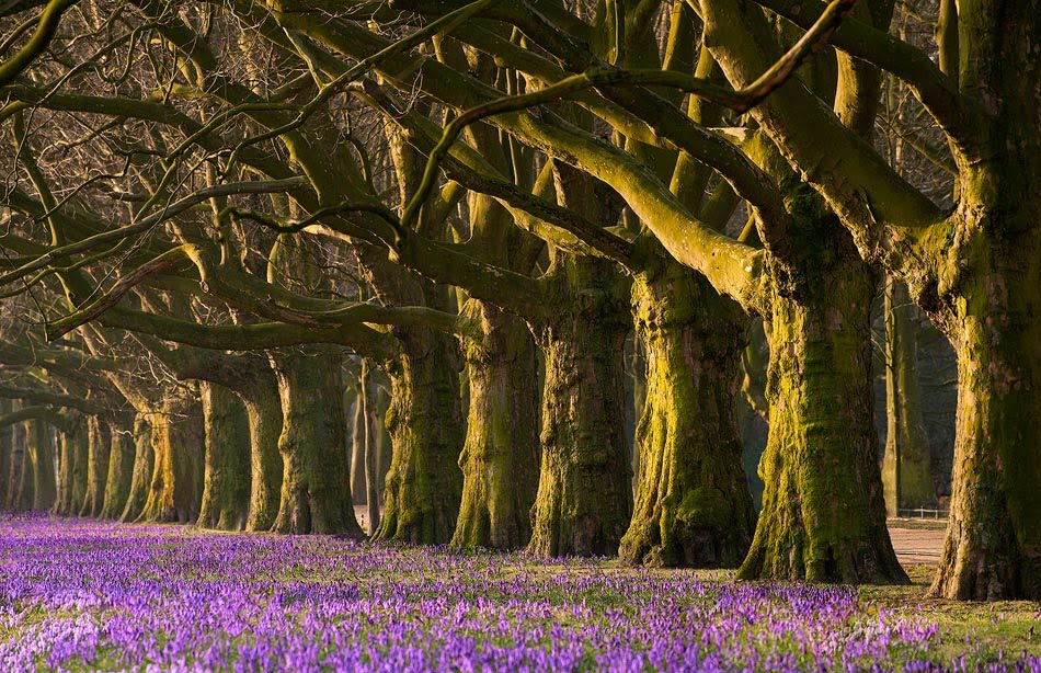 Watchers of the Flowers II