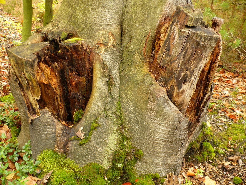 Dead forest