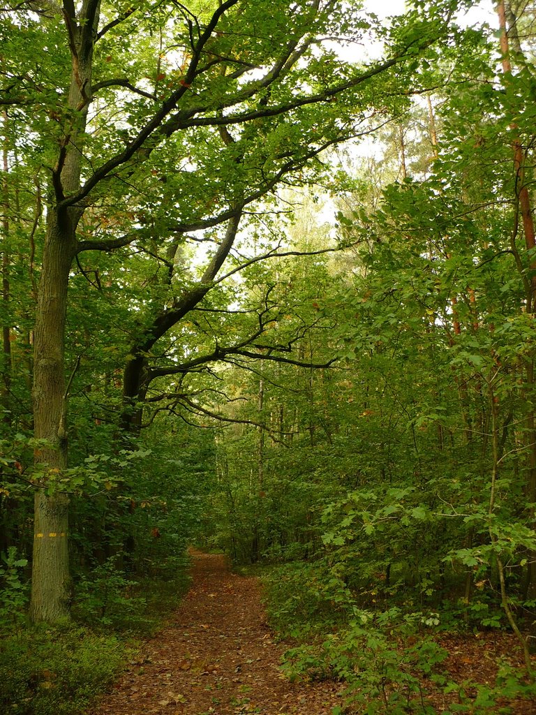 Path in the forest