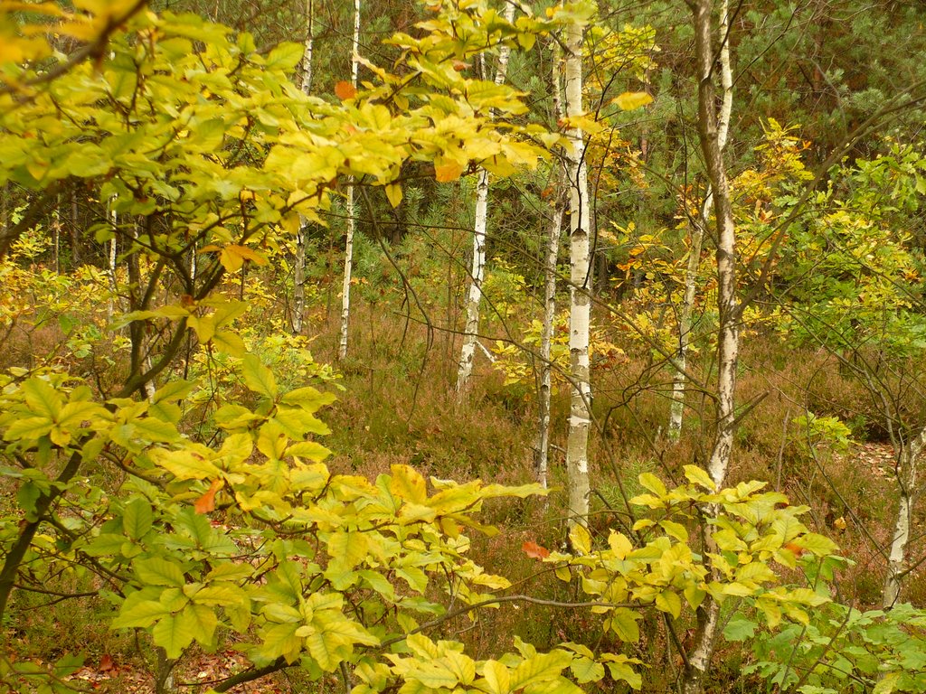 Autumnal forest