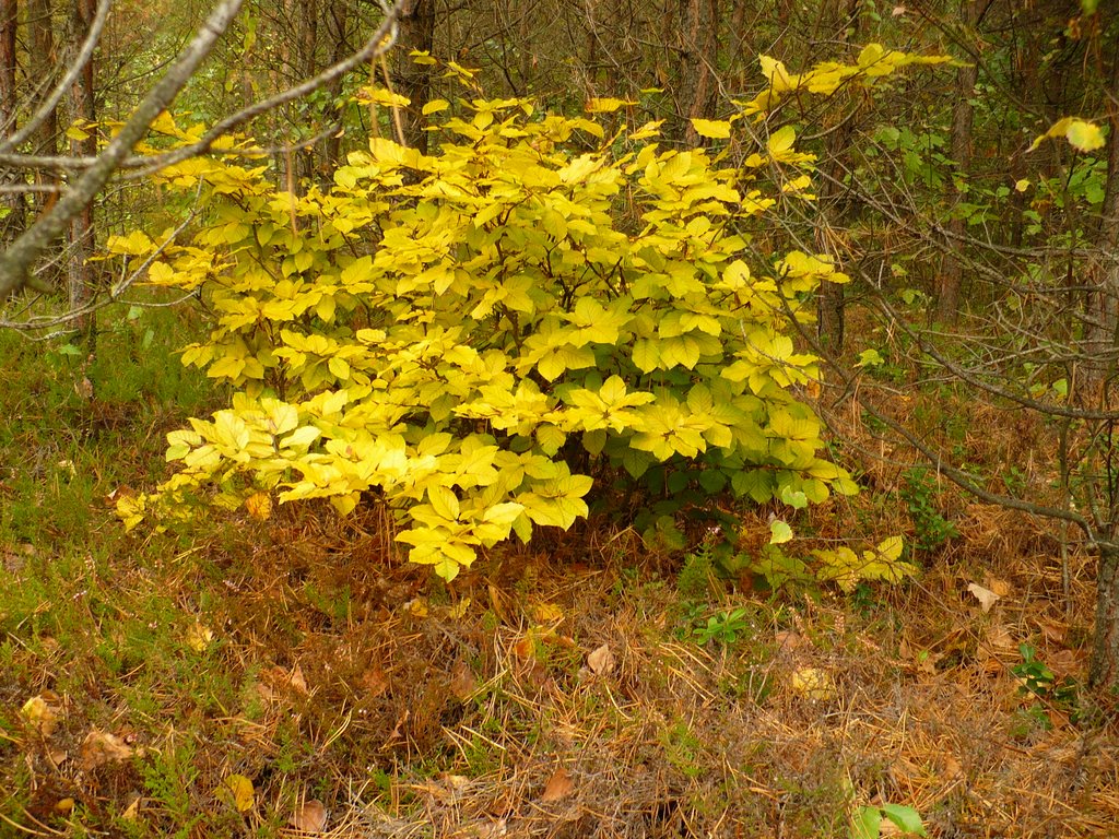 Autumnal colours