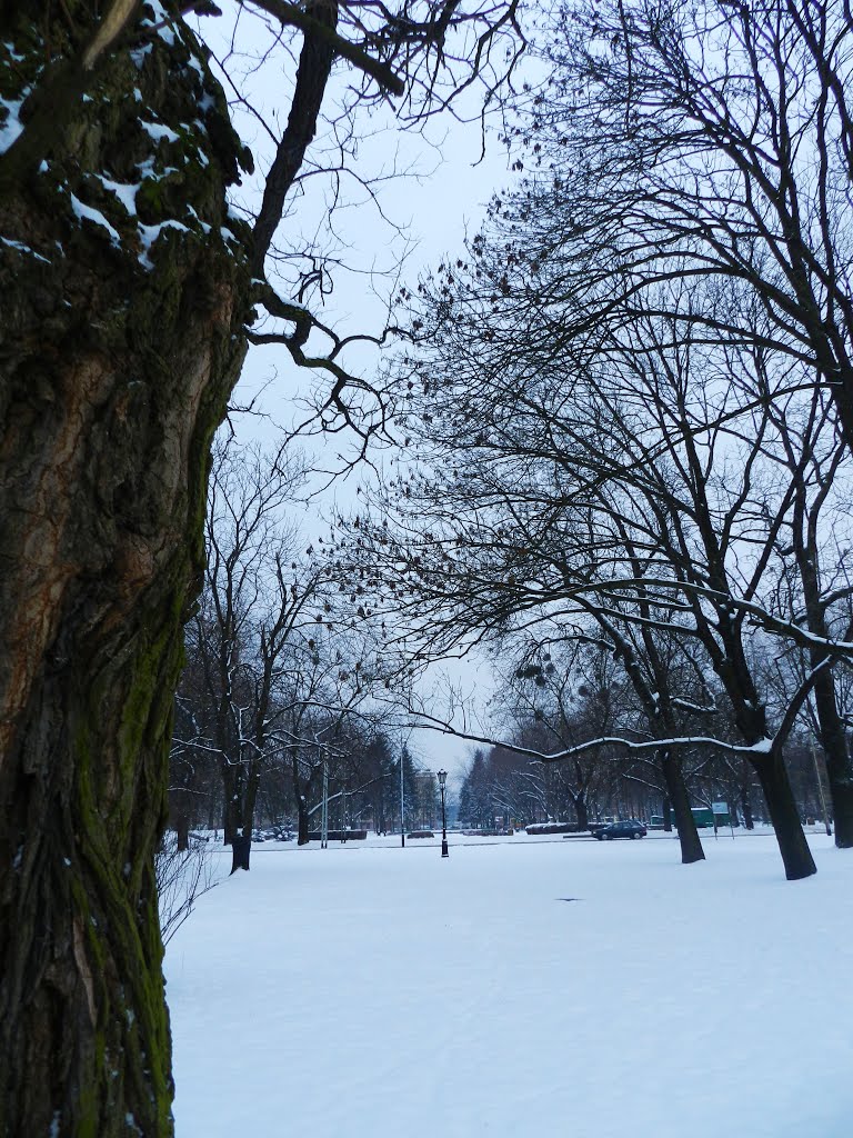 Zima w Parku Staromiejskim, Łódź/Winter in  Staromiejski Park, Lodz