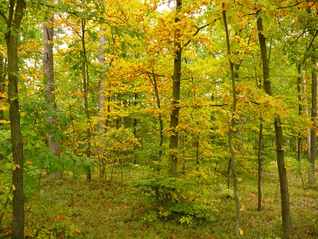 Autumnal forest