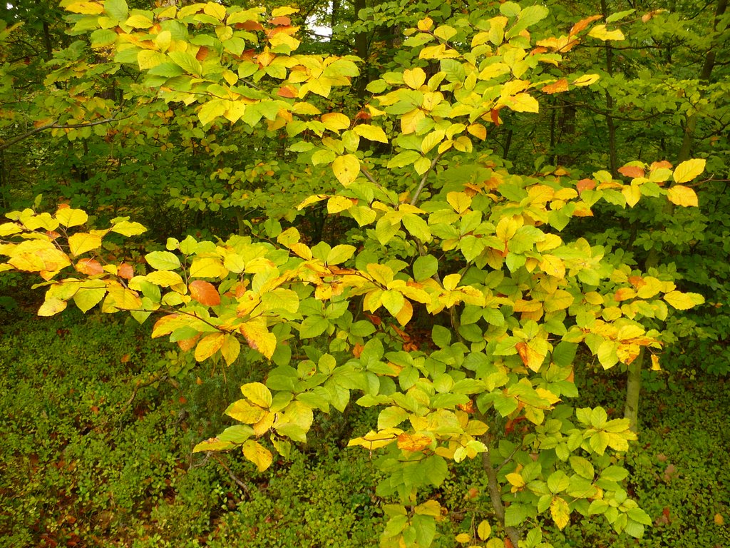 Autumnal colours