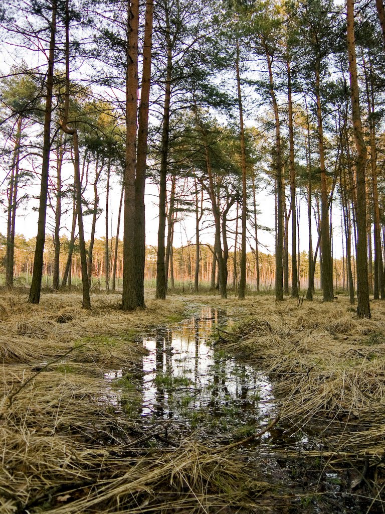 mokradla