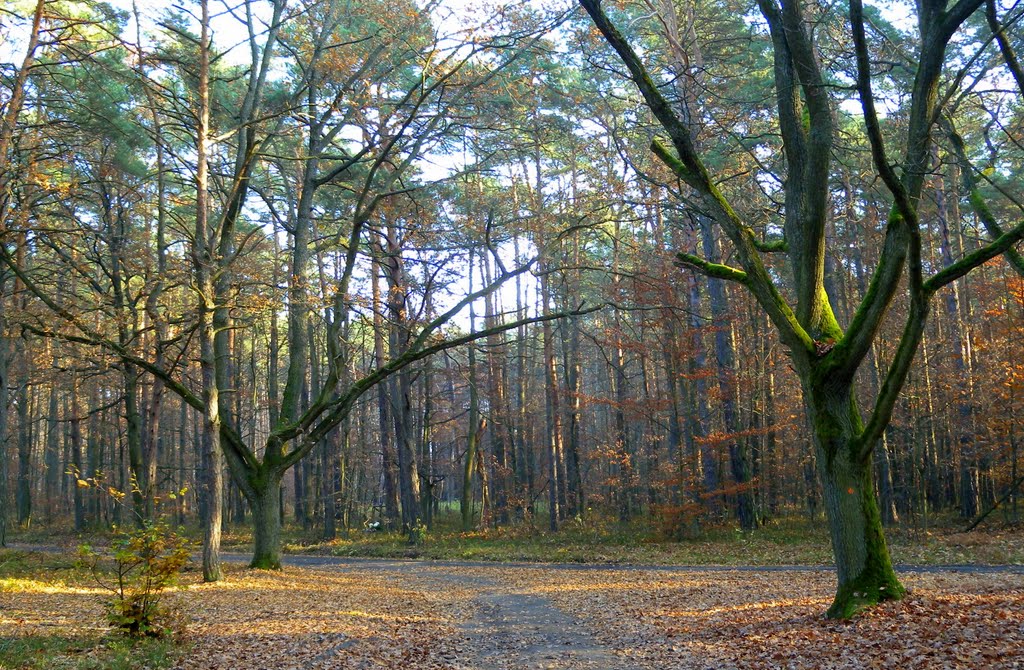 Las Rydzyny