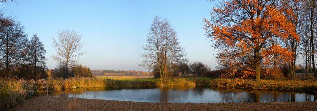 Staw w Rydzynach