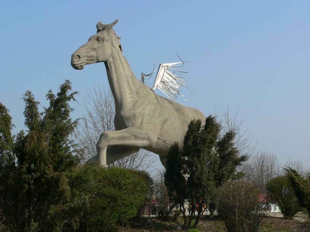 Opoczno- Pegaz