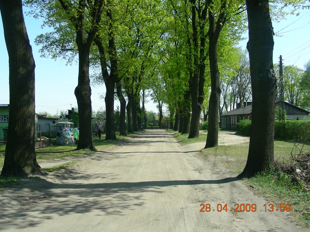 dębowa aleja I