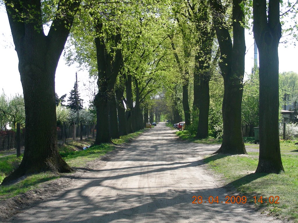 dębowa aleja