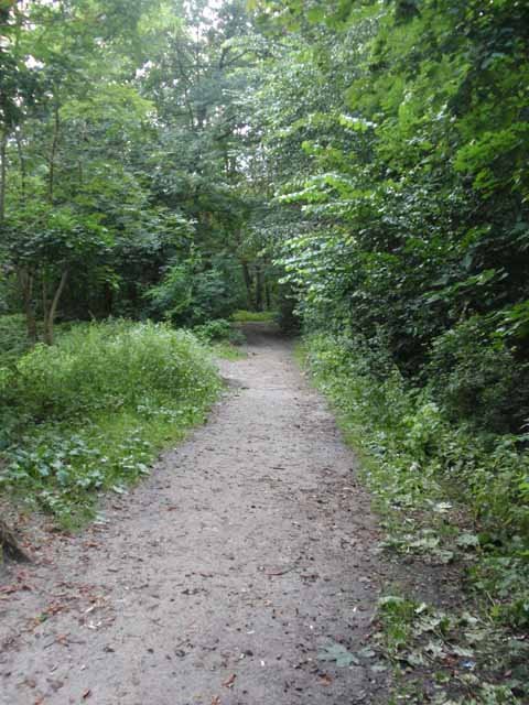 Park Wolnosci - Jedna z alejek