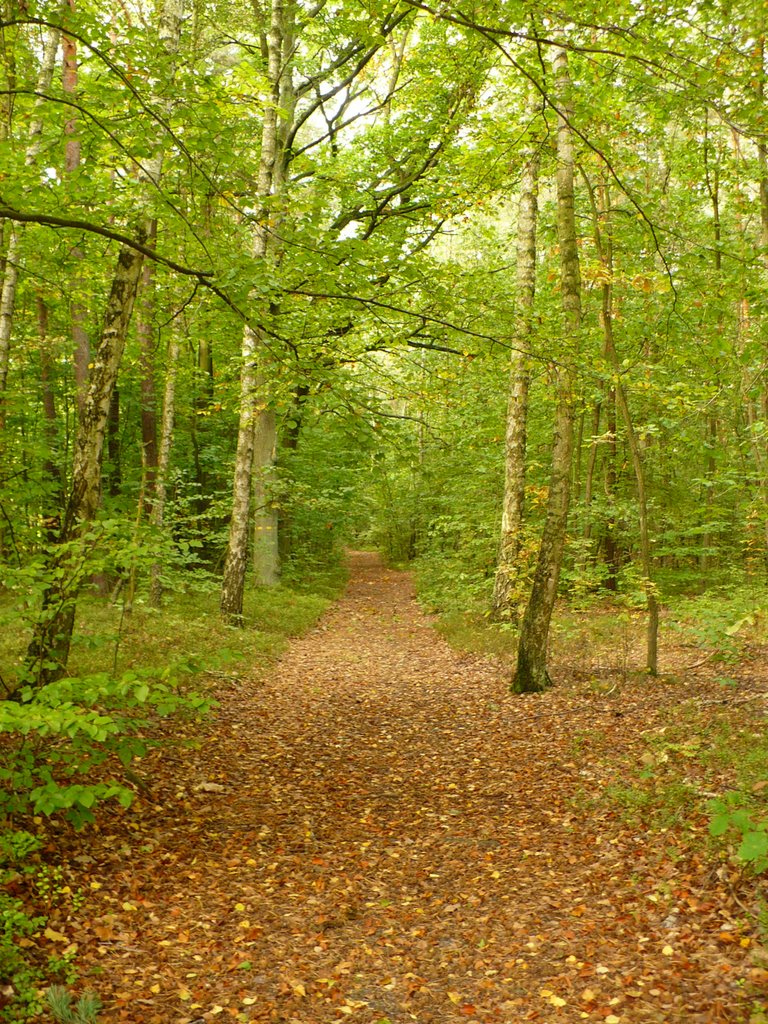 Path in the forest