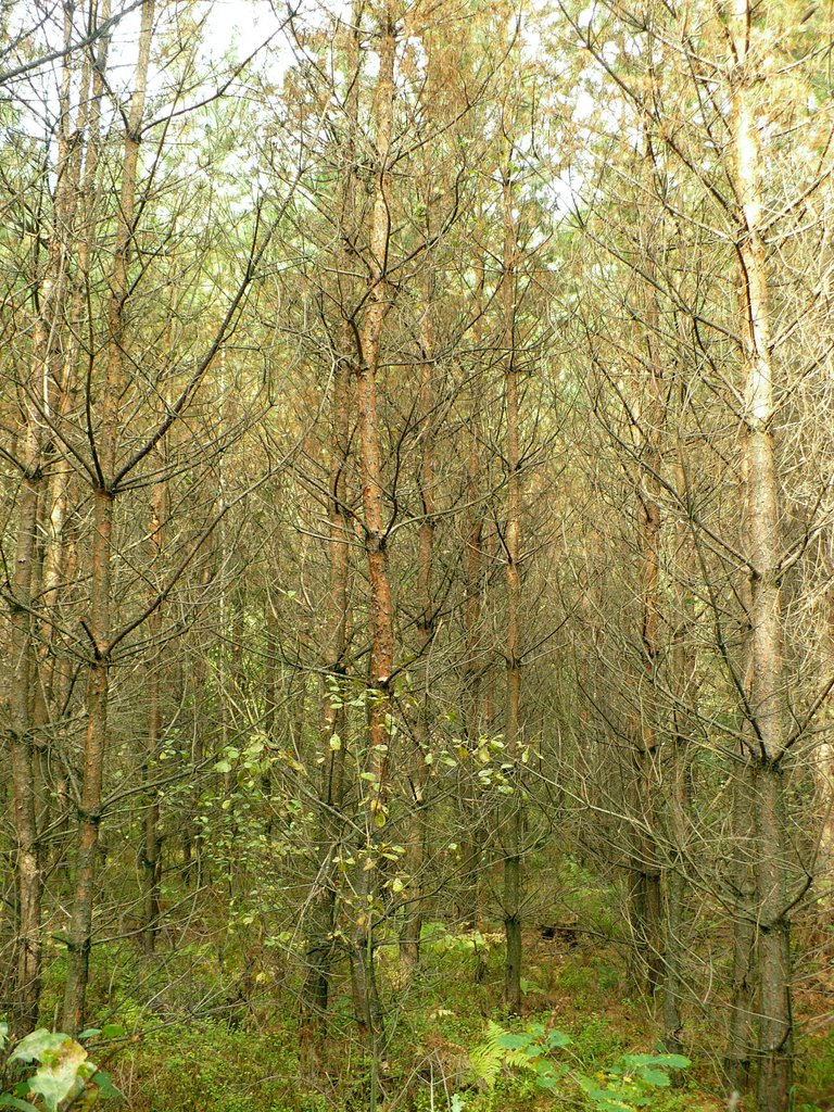 Dead forest