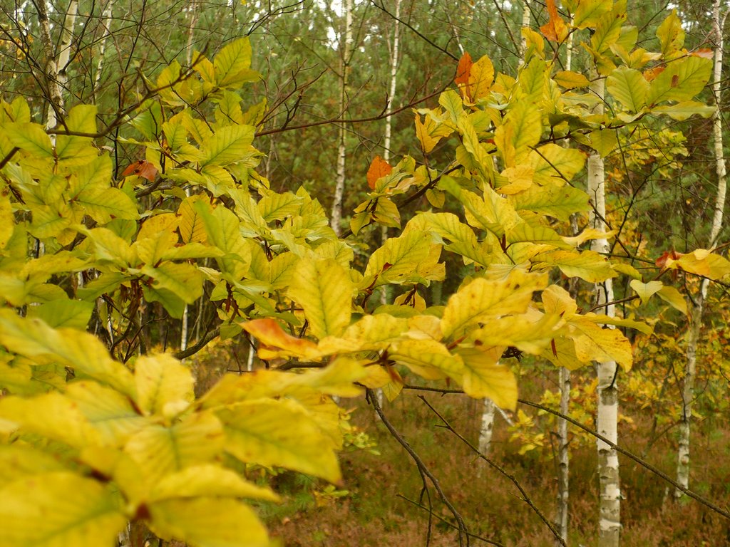 Autumnal forest
