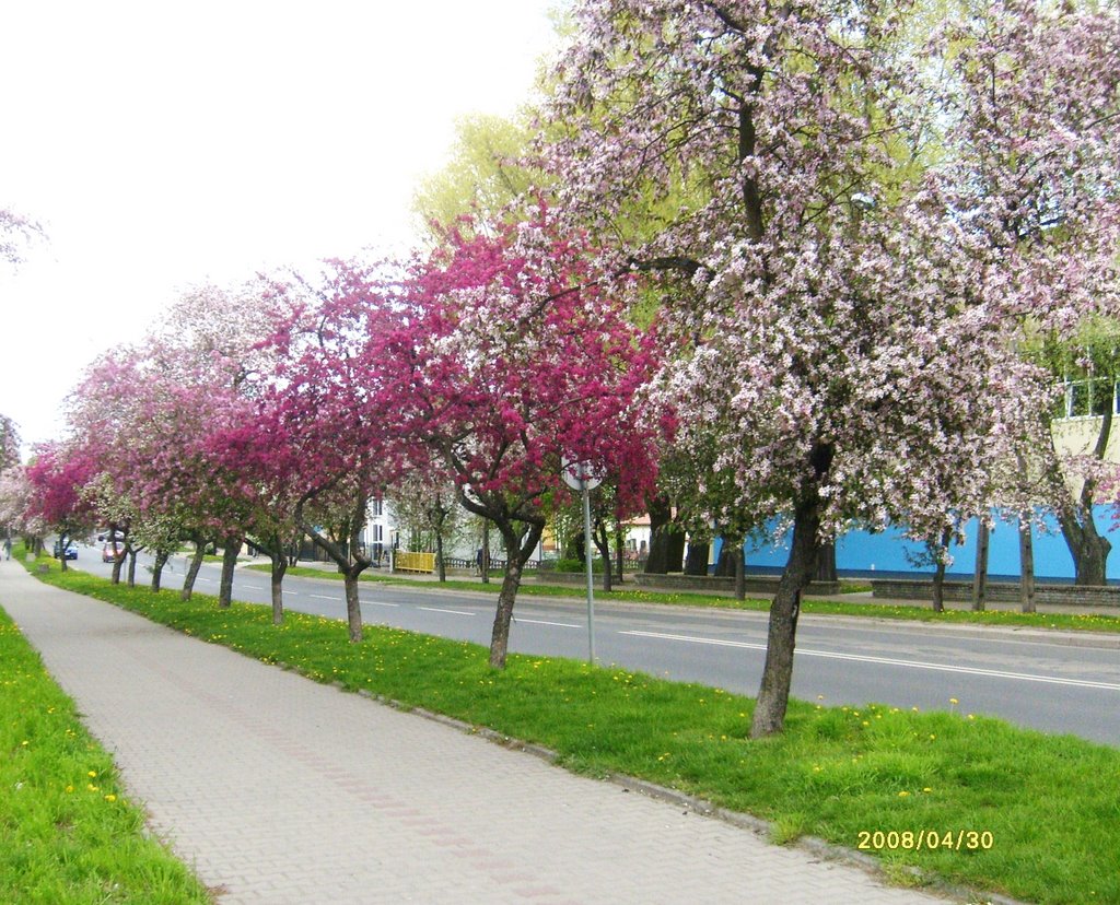 v.Kwitną rajskie jabłonie