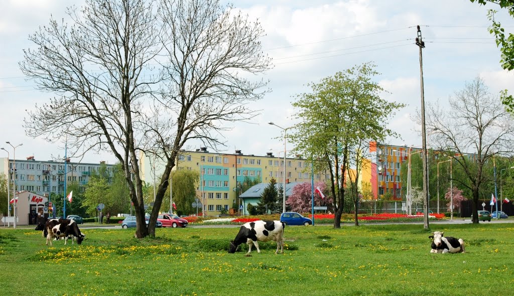 W Skierniewicach