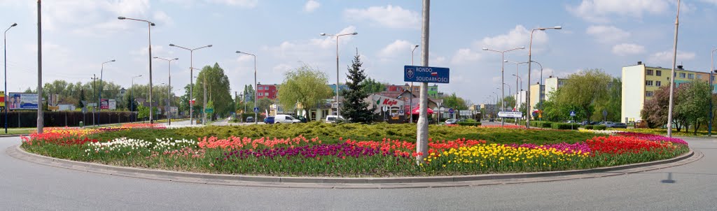 Tulipanowe rondo Solidarności