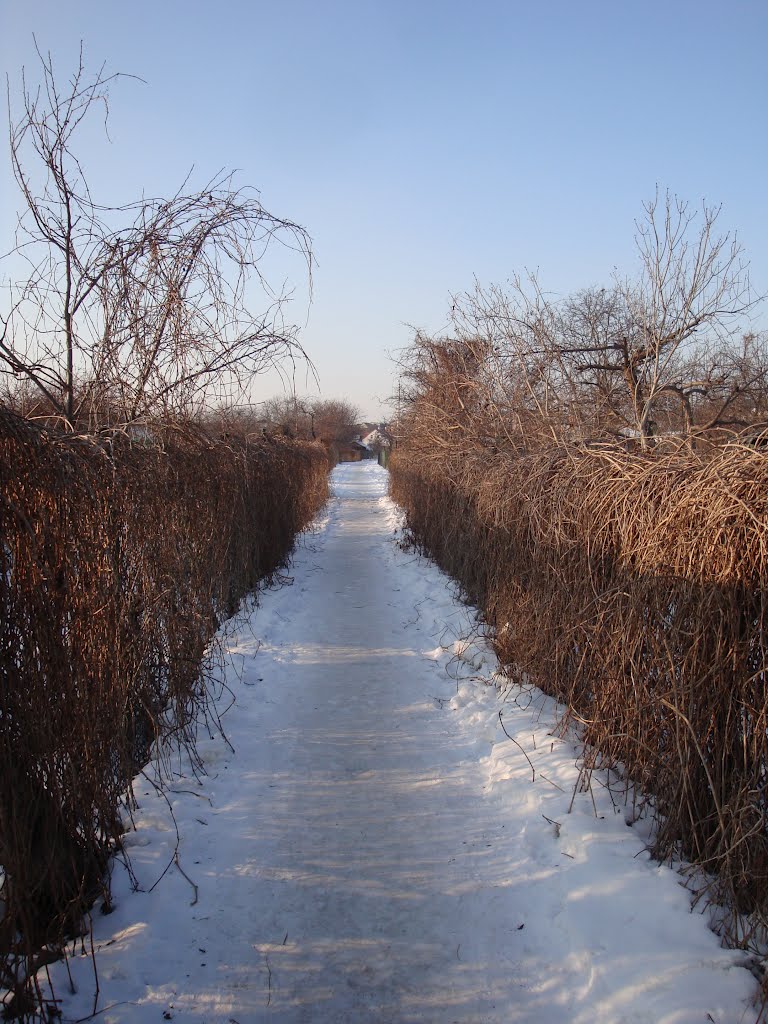 Ścieżka