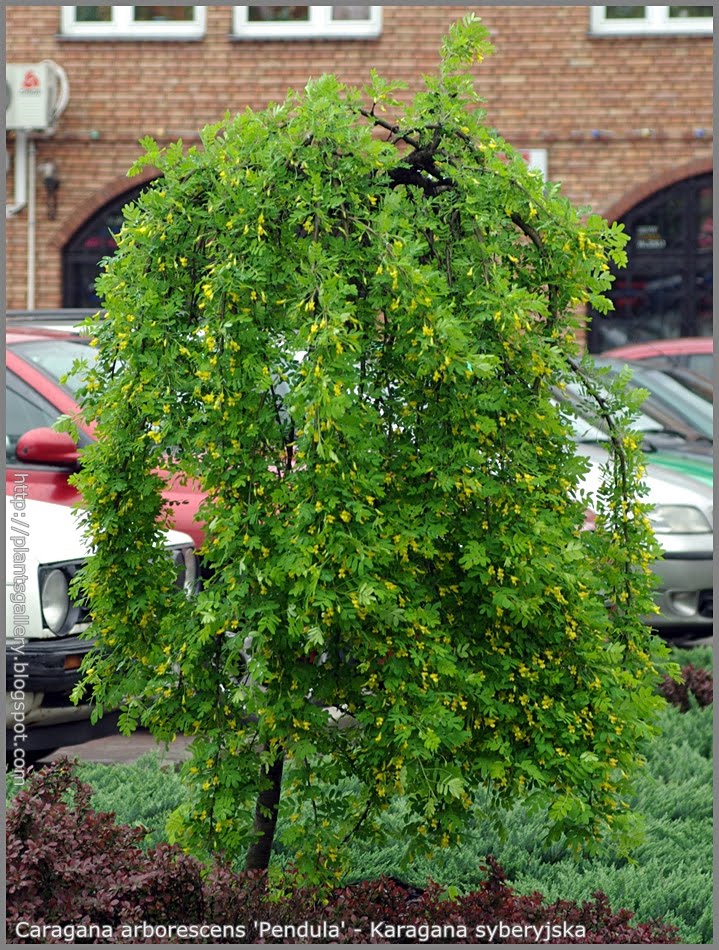 Caragana arborescens Pendula - Karagana syberyjska