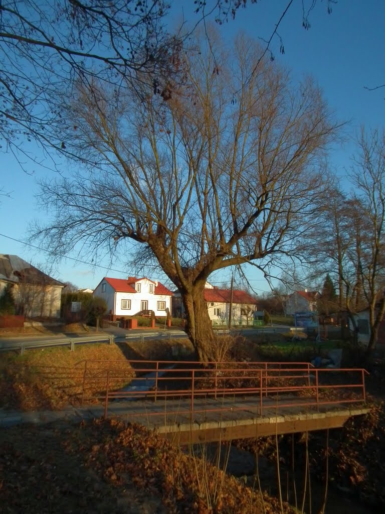 Drzewo,rzeka i most