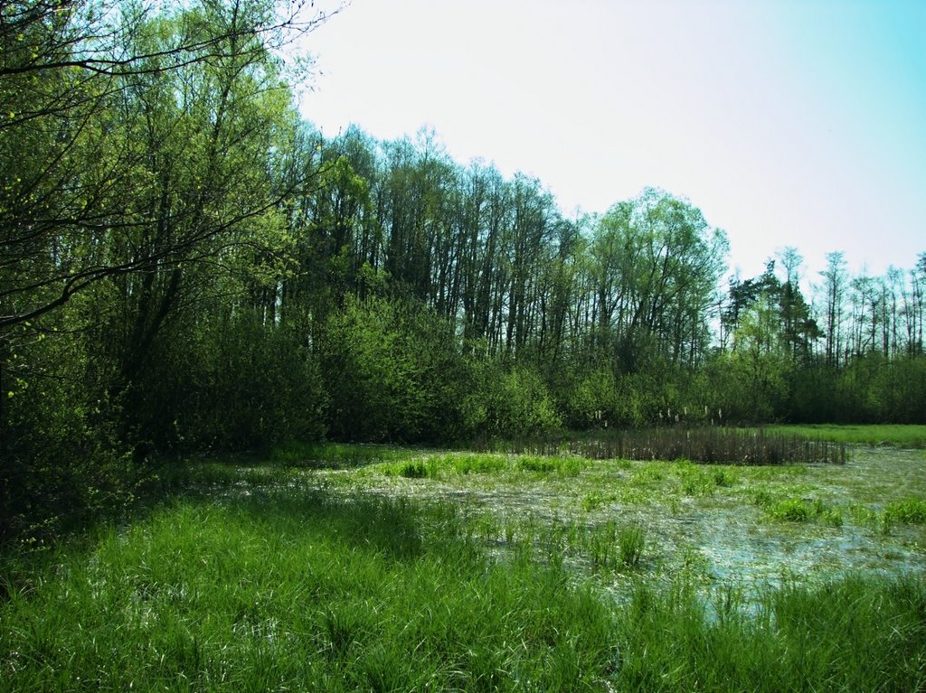 Krasnystaw - Las Borek