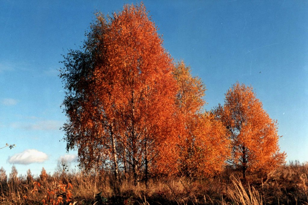 Autumn in Krasnystaw