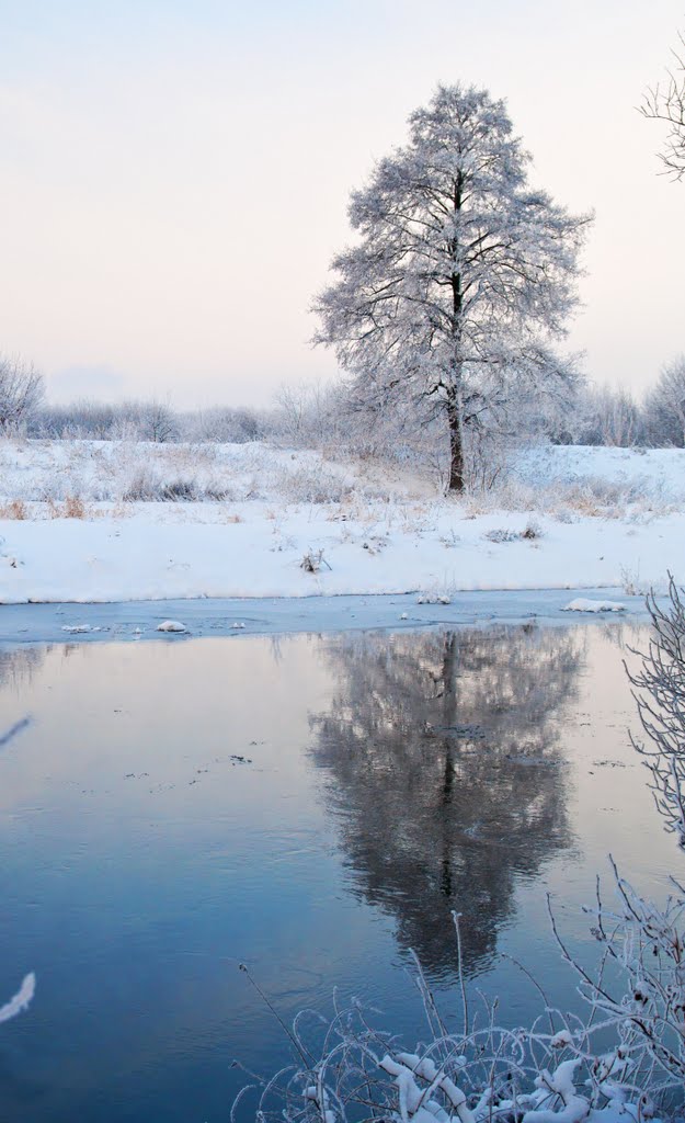 Drzewo nad rzeką