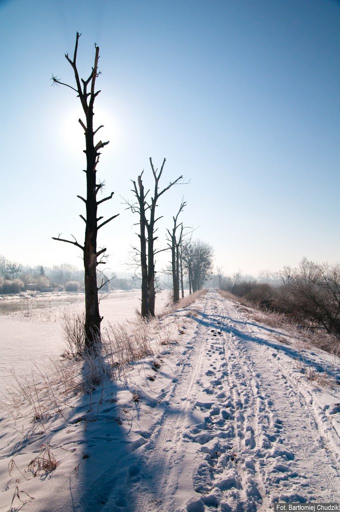 Umarłe drzewa