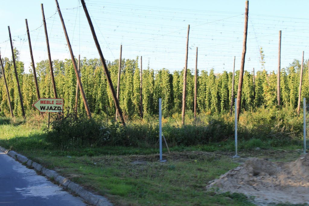 Plantacja Chmielu przy. ul. Granicznej należąca do Zespołu Szkół Ponadgimnazjalnych Nr 2