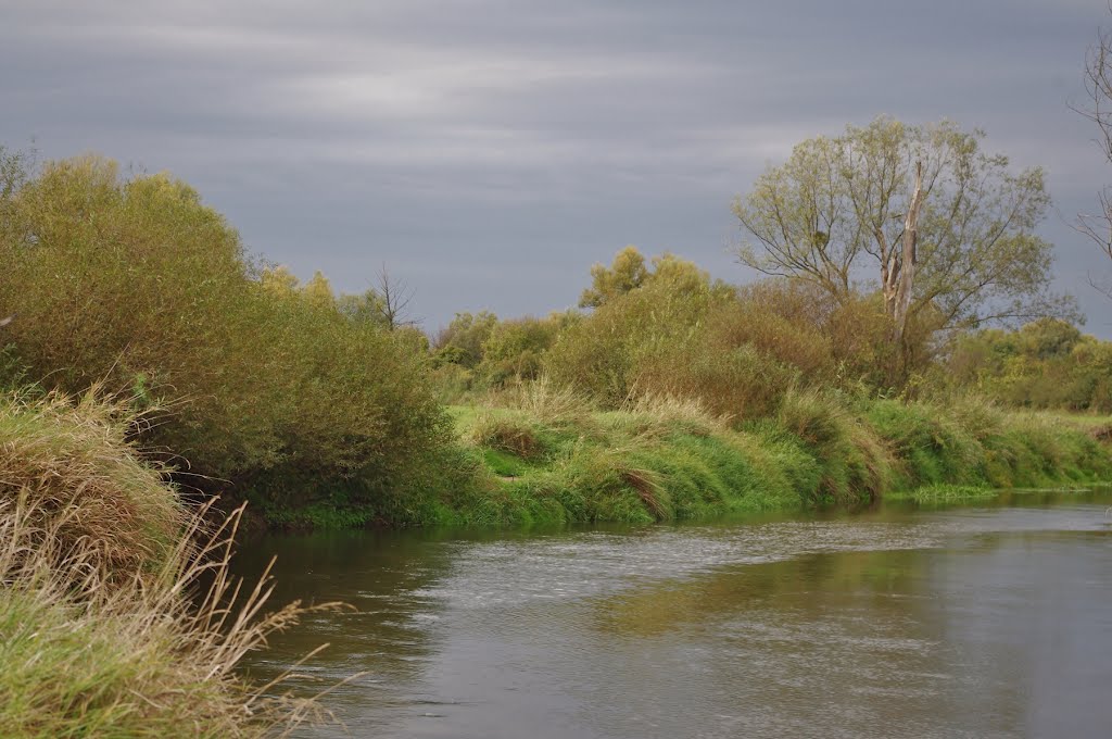 Wieprz River