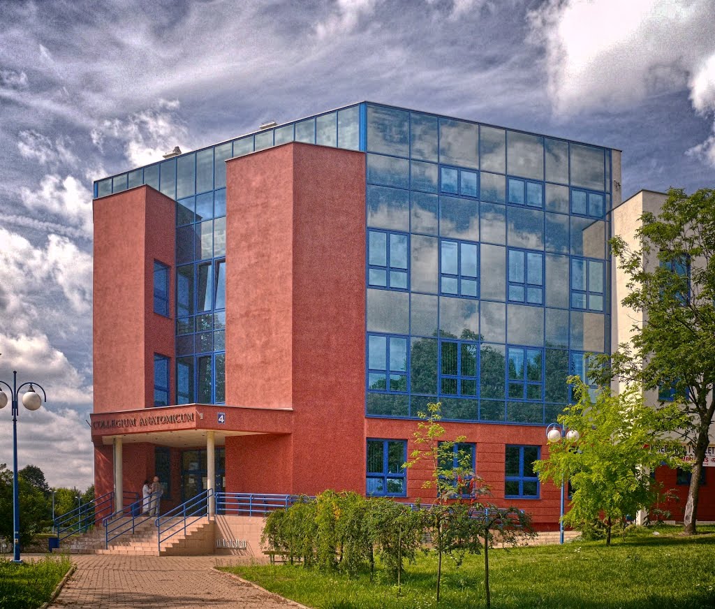 Collegium Anatomicum
