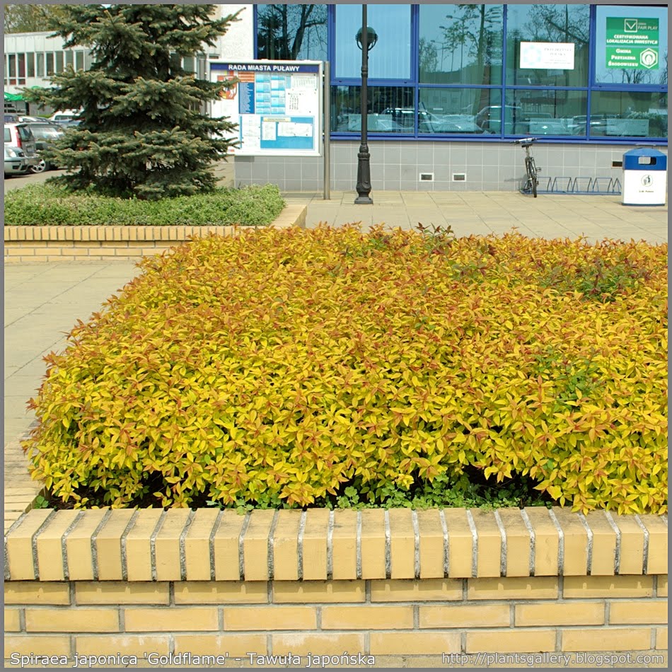 Spiraea japonica Goldflame - Tawuła japońska