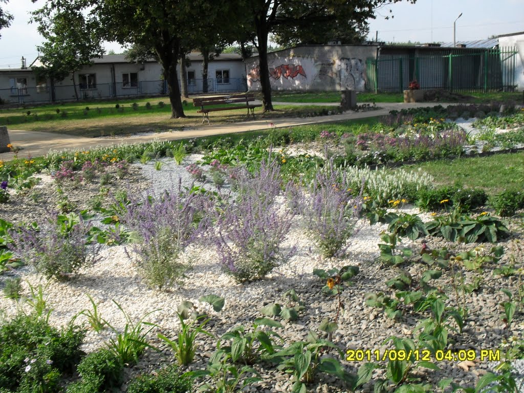 KwiatyPrzeswietlone sloncem.Swidnik,Poland.