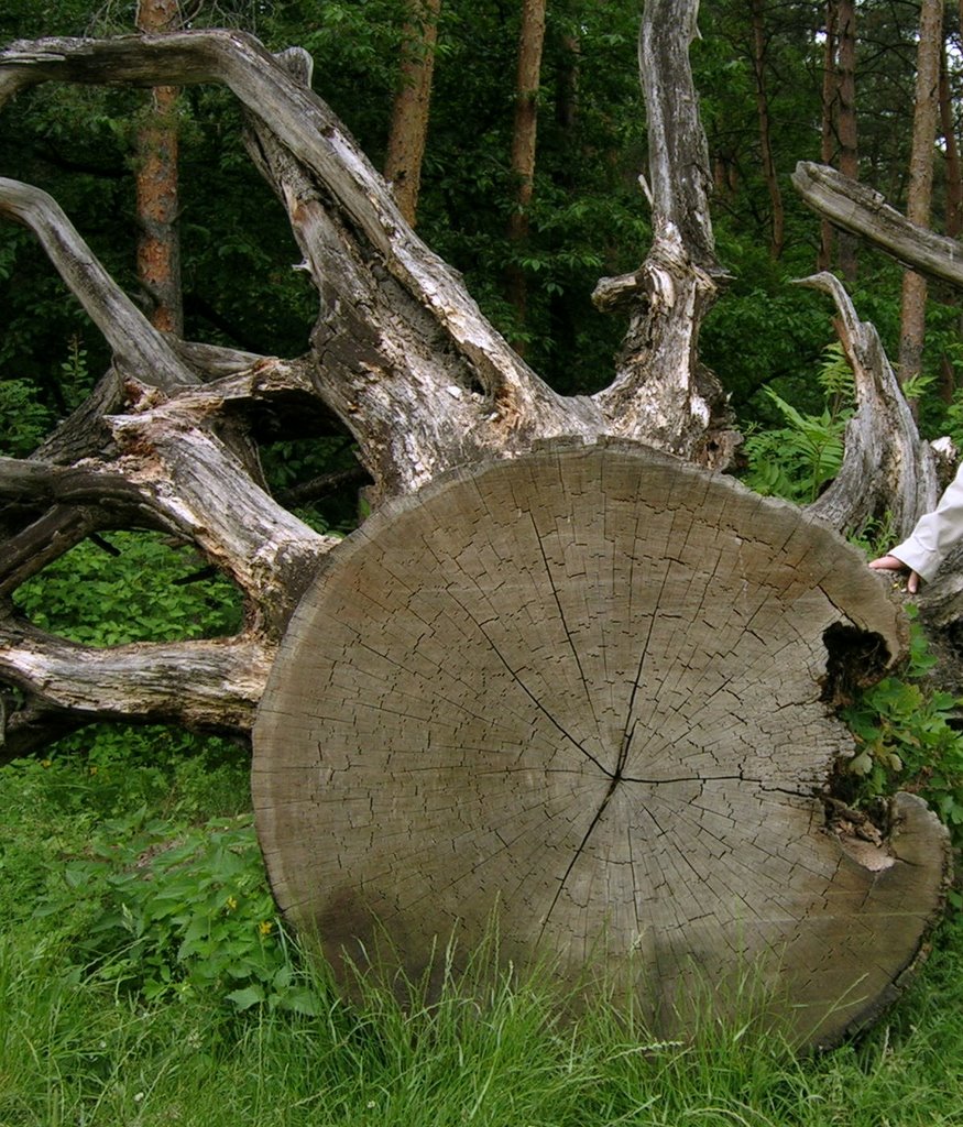 dąb  obok Nadleśnictwa Tomaszów Lub.