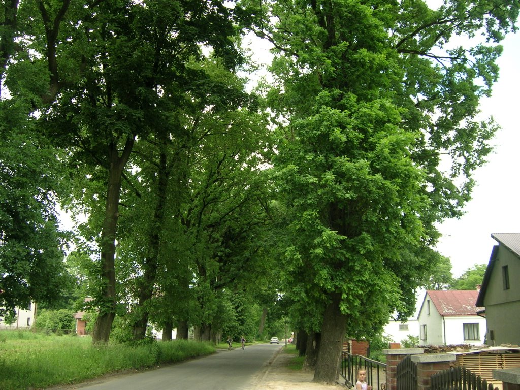 Dęby