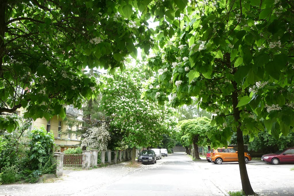 Kwitnące katalpy. Opole