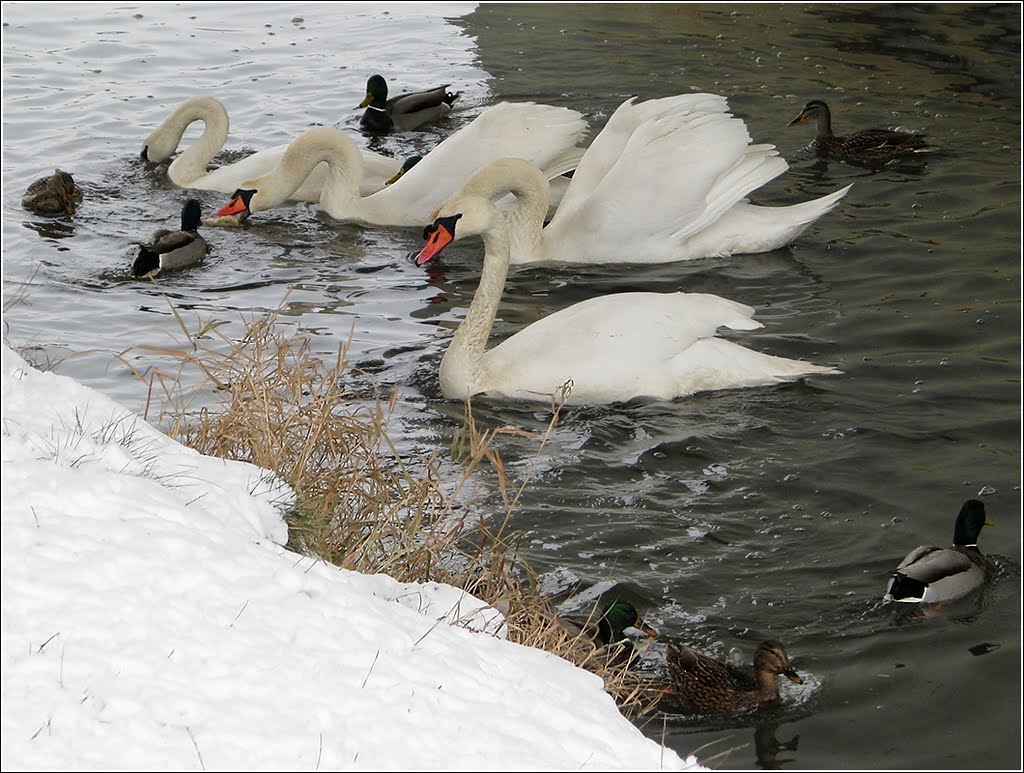 water birds
