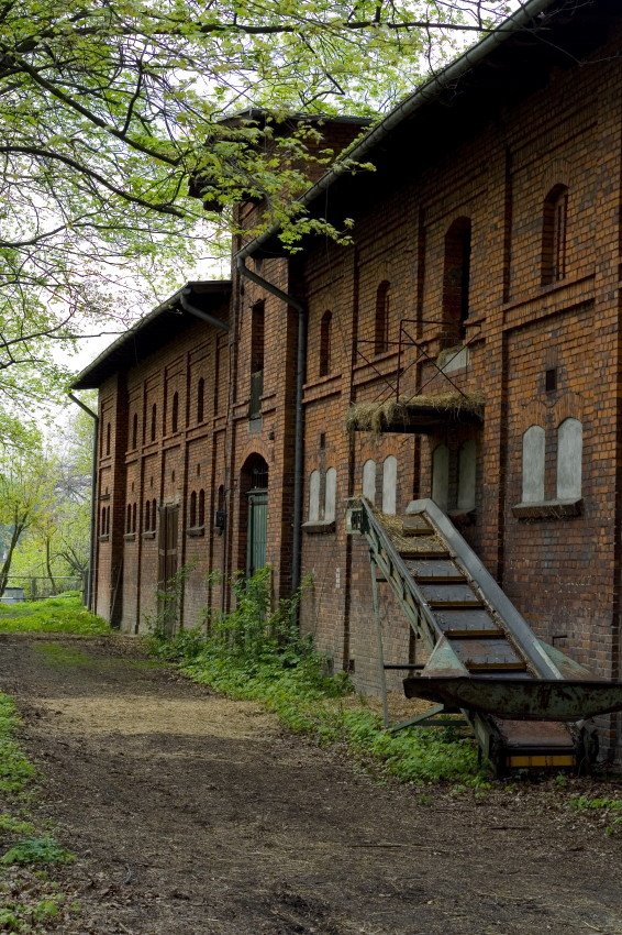 Koźle, stadnina