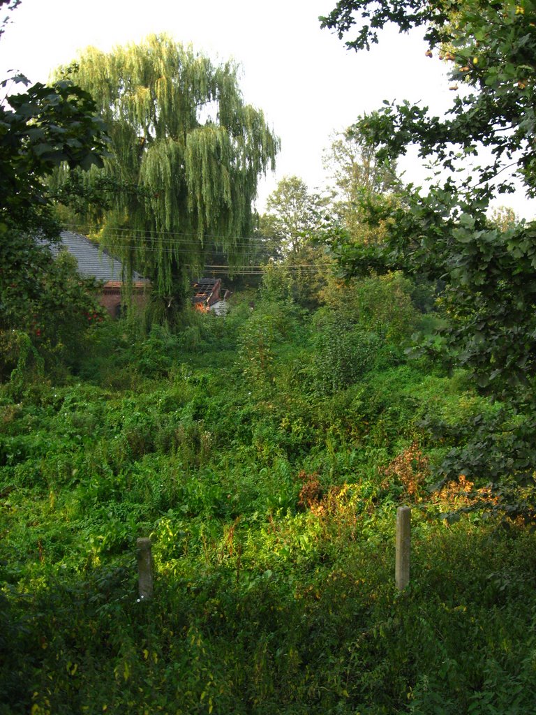 Natura wyspy