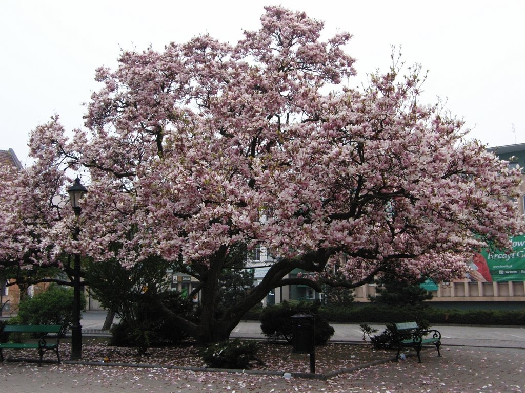 Rynek - Magnolia
