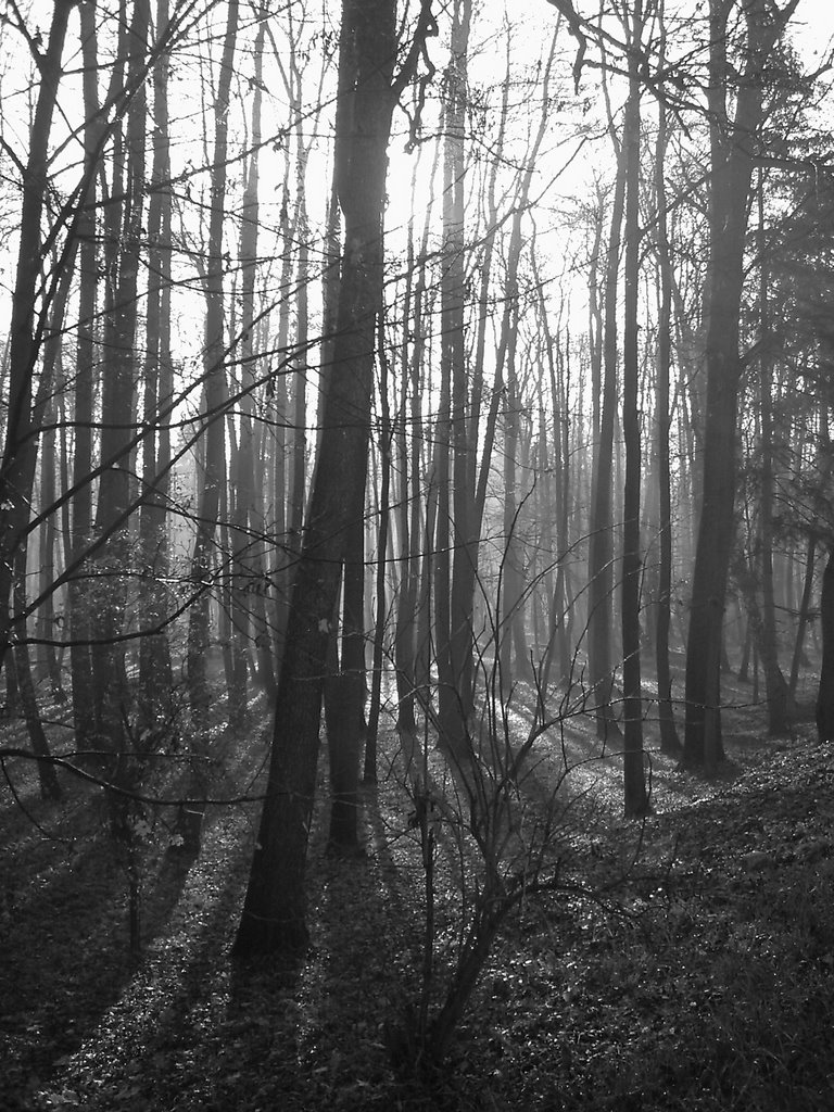 Nysa Park niedaleko fortu wodnego