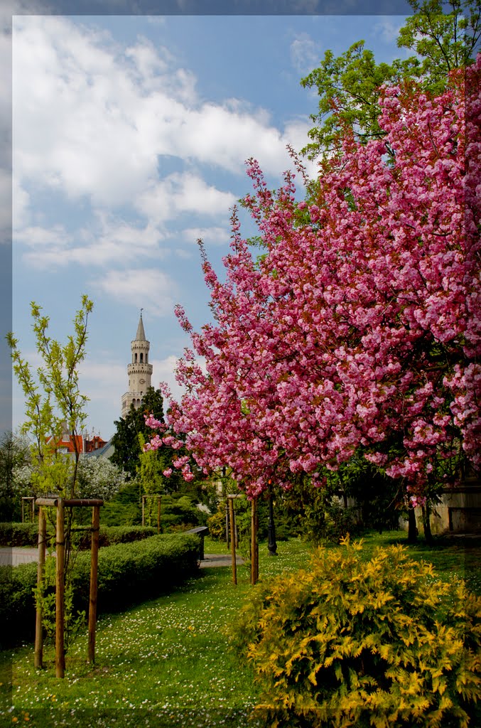 Opole - Wiosna / The spring - malby