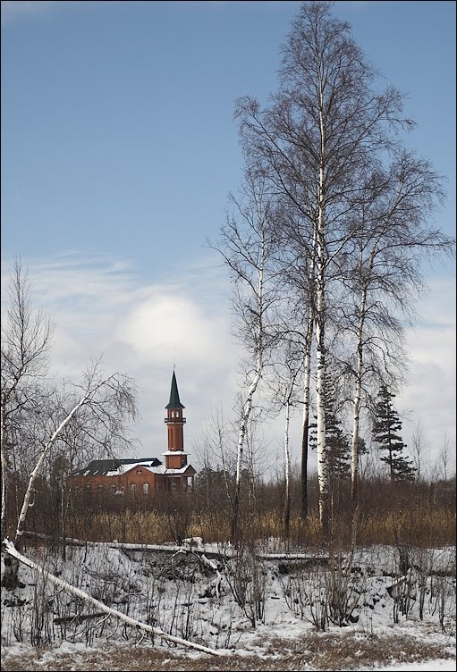 Под сенью берез